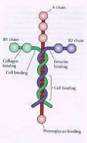 Glikoproteiny - laminina łańcuch B1 wiązanie kolagenu wiązanie integryn łańcuch A łańcuch B2 Miejsce wiązania komórek duża glikoproteina (850 tys kda) zbudowana z 3 łańcuchów formują układ w