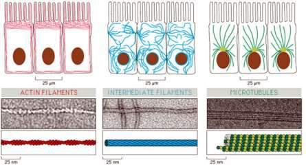Elementy cytoszkieletu aktynowe pośrednie Mikrotubule aktynowe filamenty aktynowe inaczej