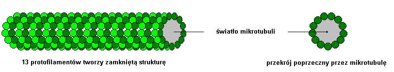 Mikrotubule Tubulina dimer : α-tubulina i β-tubulina γ tubulina (w centrosomie) - punkt startowy do