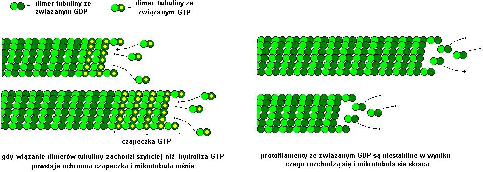 kierunek transportu wewnątrzkomórkowego Dynamiczna niestabilność - polega na nieoczekiwanych zmianach