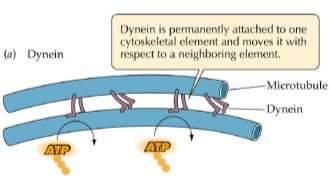 Mikrotubule funkcje a) Transport wewnątrzkomórkowy koniec plus ( w kierunku od centrosomu, na zewnątrz) koniec minus (w kierunku centrosomu, do wewnątrz) Białka motoryczne- dyneina a) transport