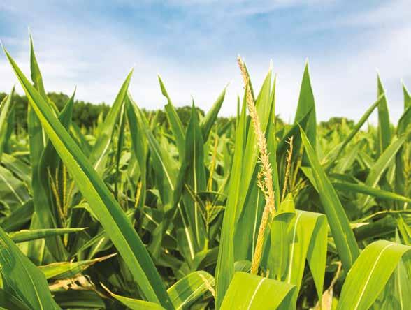 MIKROGRANULATY STARTOWE NOWOCZESNY ELEMENT TECHNOLOGII UPRAWY Kukurydza jest uprawą o bardzo wysokim potencjale plonowania, ale także rośliną o najwyższych wymaganiach pokarmowych spośród wszystkich