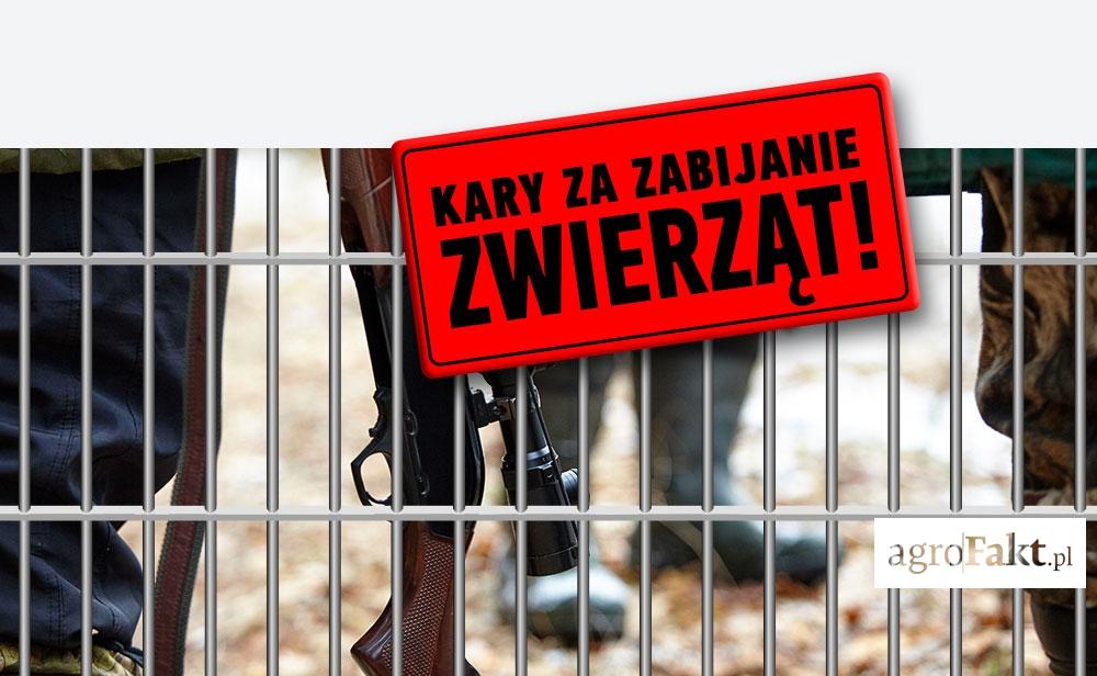 .pl https://www..pl Kary za zabicie zwierząt, znęcanie... - zaostrzenie przepisów!