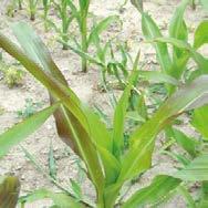 FOSFOROWO- POTASOWY P+K Skoncentrowany nawóz fosforowo-potasowy zestawiony w proporcjach optymalnych do dolistnego nawożenia upraw sadowniczych i rolniczych. Nie zawiera azotu oraz chlorków.