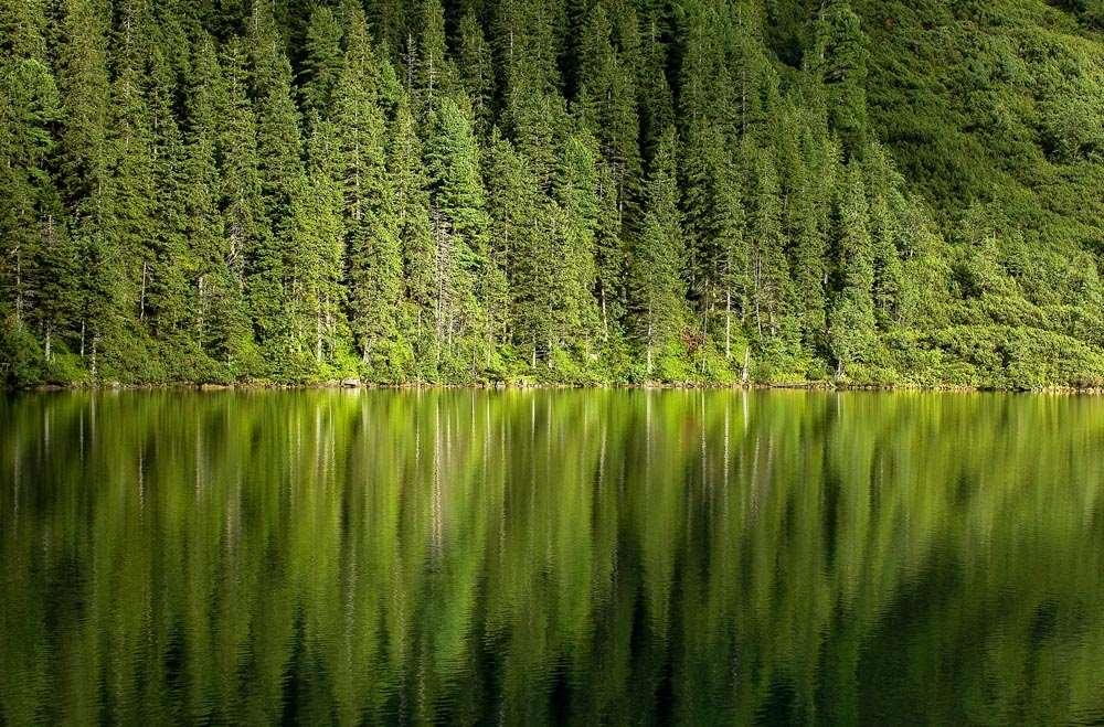 Ściana zielonego lasu tworzy efekt faktury.