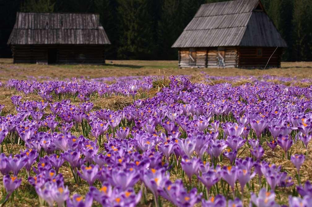 Kolor, faktura i forma to trzy harmonizujące