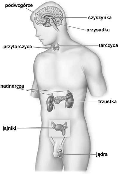 Gruczoły dokrewne Typy sygnalizacji