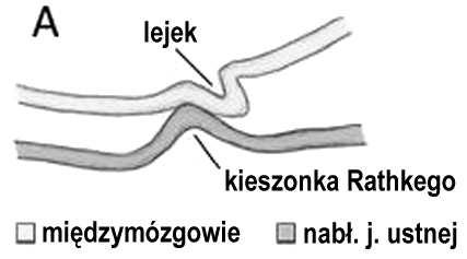 komórki dokrewne komórki pomocnicze/towarzyszące