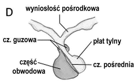 ścianie okienkowej brak podziału na jednostki