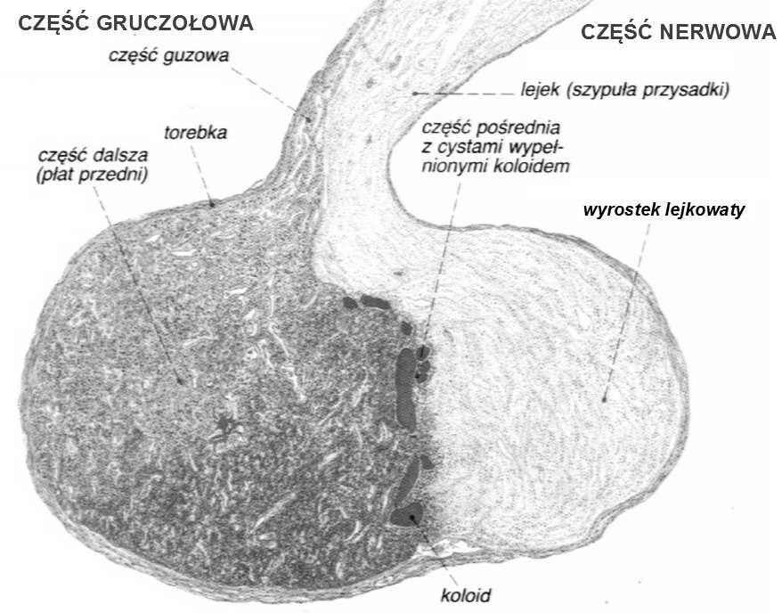 nerwowa przysadki: szypuła lejka wyrostek