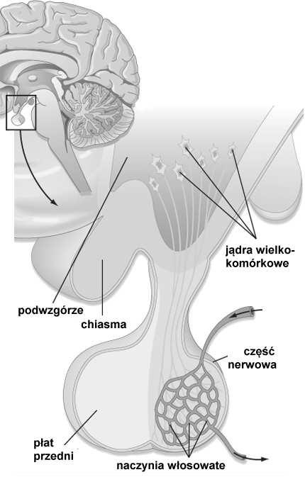 (odmiana astrocytów) naczynia włosowate nagromadzenie ziaren w