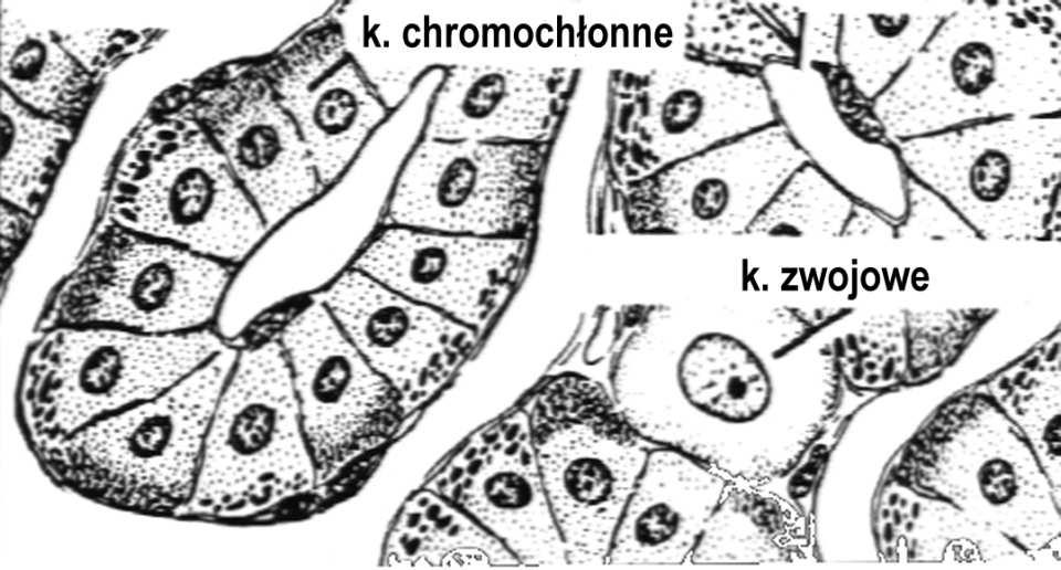 kortyzol, kortykosteron) małe, kwasochłonne komórki z ziarnami lipofuscyny androgeny nadnerczowe (głównie