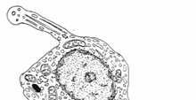 astrocyty) kapilary okienkowe piasek
