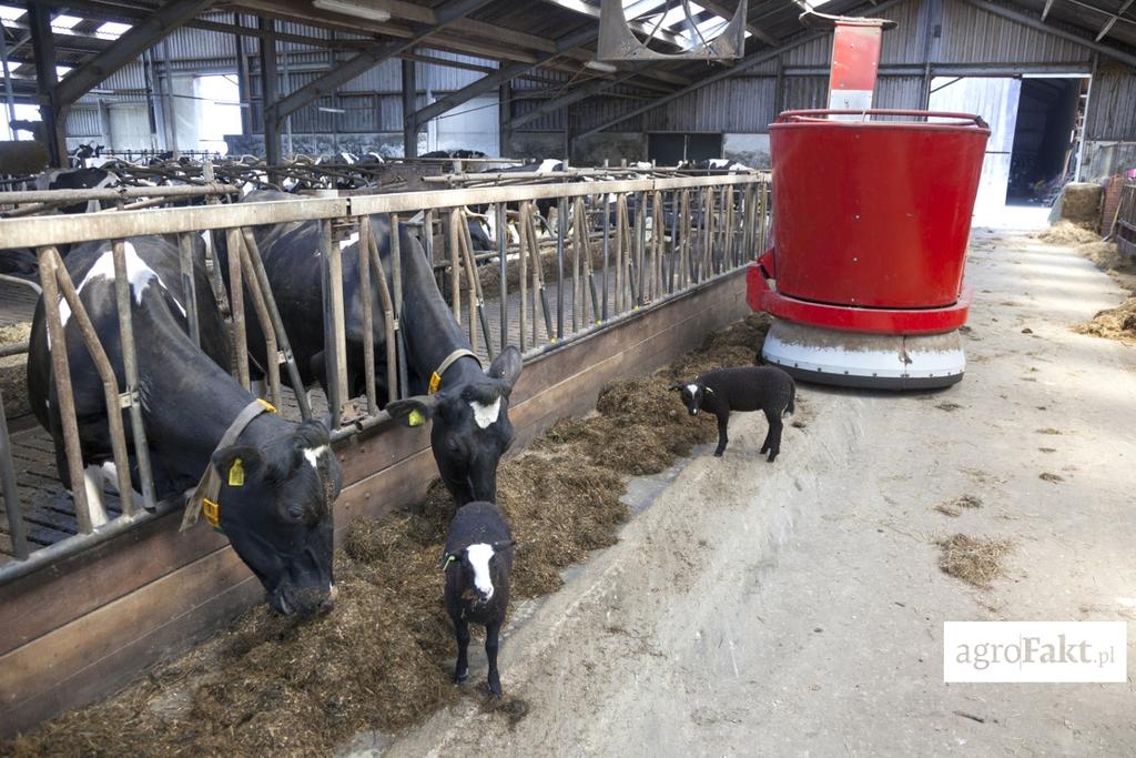 .pl https://www..pl Zastowowanie robotów do podgarniania paszy na stole paszowym daje dobre rezultaty przy zwiększaniu apetytu u krów.