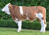 Rasa Simentalska wycena genomiczna Premium PS TA AB A1/A1 DE000950644874 ur. 19.03.2015 O. Polled Pp AT000163601519 O.O. Pandora AT000597742517 M.O. Leora AT000254727716 FW 99 GZW 125 przyrosty Premium PS TA DE000950644874 MW 115 mięso 92 M.