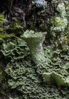 Cladonia macrophyllodes - chrobotek wielolistkowy