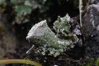 Cladonia pocillum - chrobotek rozetkowy Na niżu