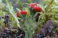 Cladonia deformis