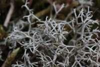 Cladonia portentosa - chrobotek