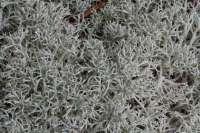 Cladonia rangiferina -