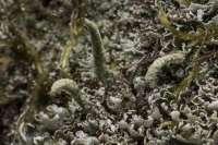 Cladonia coniocraea - chrobotek