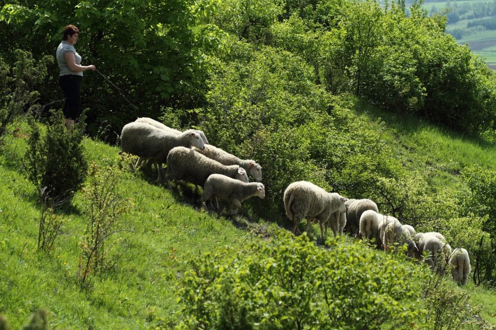 Wypas owiec świniarek w rezerwacie Wały (fot. K.