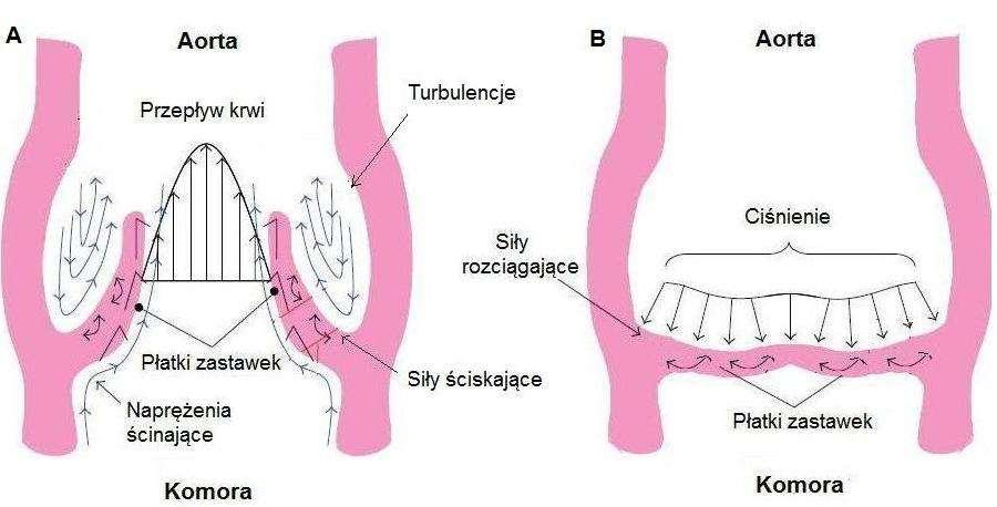 od strony komory serca, płatki są pod wpływem sił ścinających, a od strony aorty poddawane są ściskaniu.
