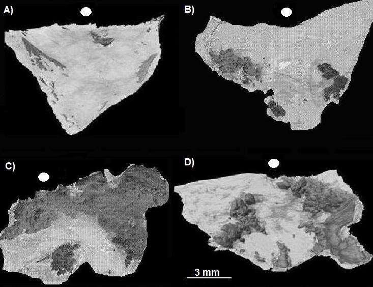 Przykładowe widma FTIR depozytu mineralnego, kości, zębiny i szkliwa zębowego w zakresie (2000 400) cm -1 zaprezentowano na Rys. 3.9.