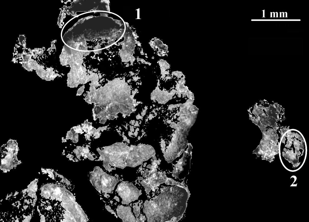 Rys. 3.6. Przekrój przez depozyt mineralny (rozdzielczość 13.5 µm). Zaznaczono dwa obszary (1 i 2) wyraźnie różniące się gęstością- kolor czarny odpowiada niższej gęstości materiału.