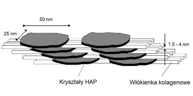 wapnia [3].