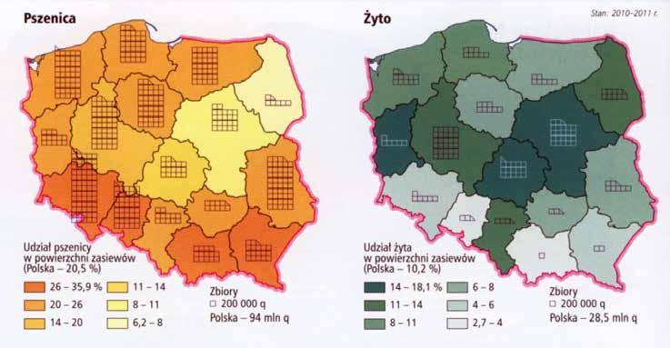 jęczmień, żyto i owies Buraki Cukrowe