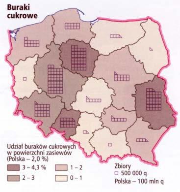 Buraki cukrowe w Polsce BURAKI CUKROWE (dane wg FAO) Powierzchnia