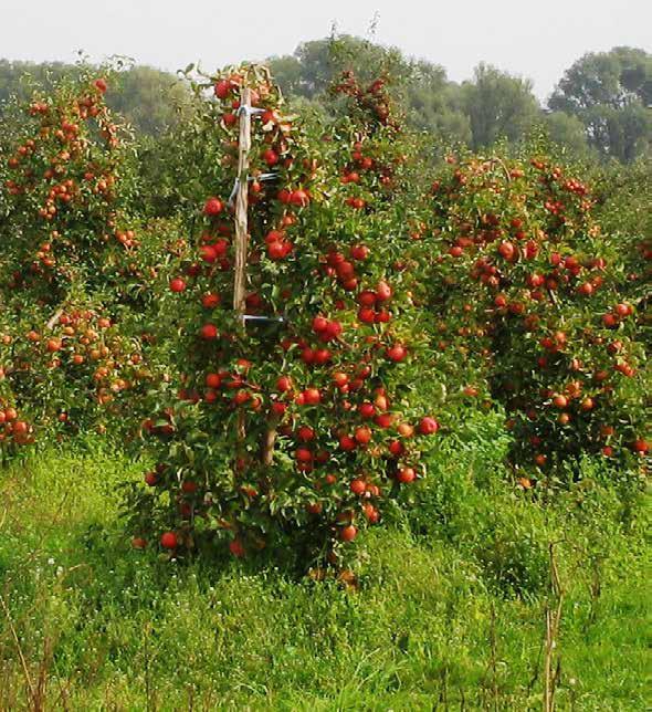 Jabłka Jabłonie są obecnie uprawiane w tysiącach odmian, na wszystkich kontynentach.