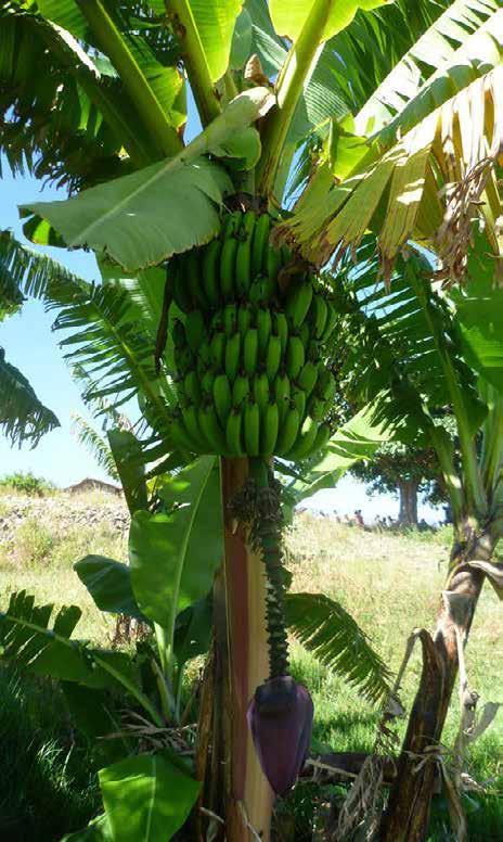 Banany Banany są szeroko rozpowszechnioną rośliną uprawną obszarów okołorównikowych (gorących, jednostajnie wilgotnych).