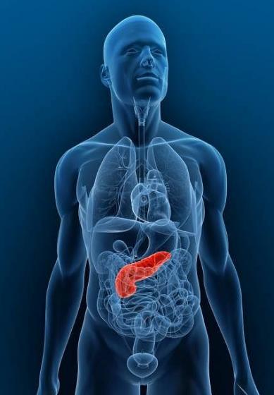 Hormony trzustki: Glukagon zwiększa poziom glukozy we krwi Insulina