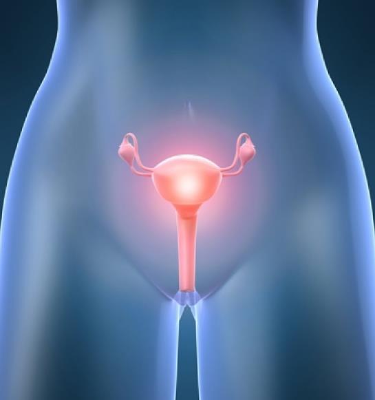 Hormony jajników: Estrogrny regulacja cyklu menstruacyjnego NIEDOBÓR męska budowa