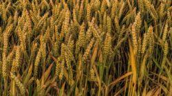 Index cen GOI, w porównaniu z wrześniem 2017 r. zmniejszył się o 1,1 pkt. proc. Złożył się na to głównie spadek cen pszenicy. Ceny pozostałych zbóż minimalnie wzrosły.