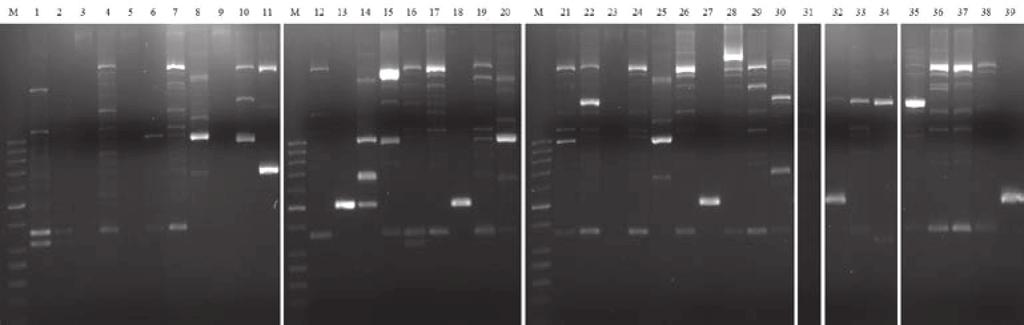 Pozyskane w toku badań izolaty umożliwiły potwierdzenie hipotezy o uporczywości L. monocytogenes. Na rys. 2 przedstawiono 32 specyficzne profile RAPD uzyskane dla 35 spośród 39 szczepów.