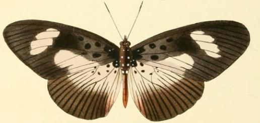środowisku Motyle Pseudacraea eurytus homozygoty w formie pomarańczowej lub niebieskiej upodabniają się do innych (trujących)