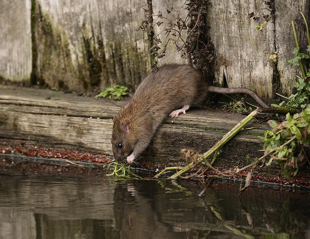 Miejsca gniazdowania Szczur wędrowny zasiedla tereny w pobliżu źródeł wody: - wzdłuż