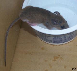Mysz domowa Mysz domowa potrzebuje mało wody, ale