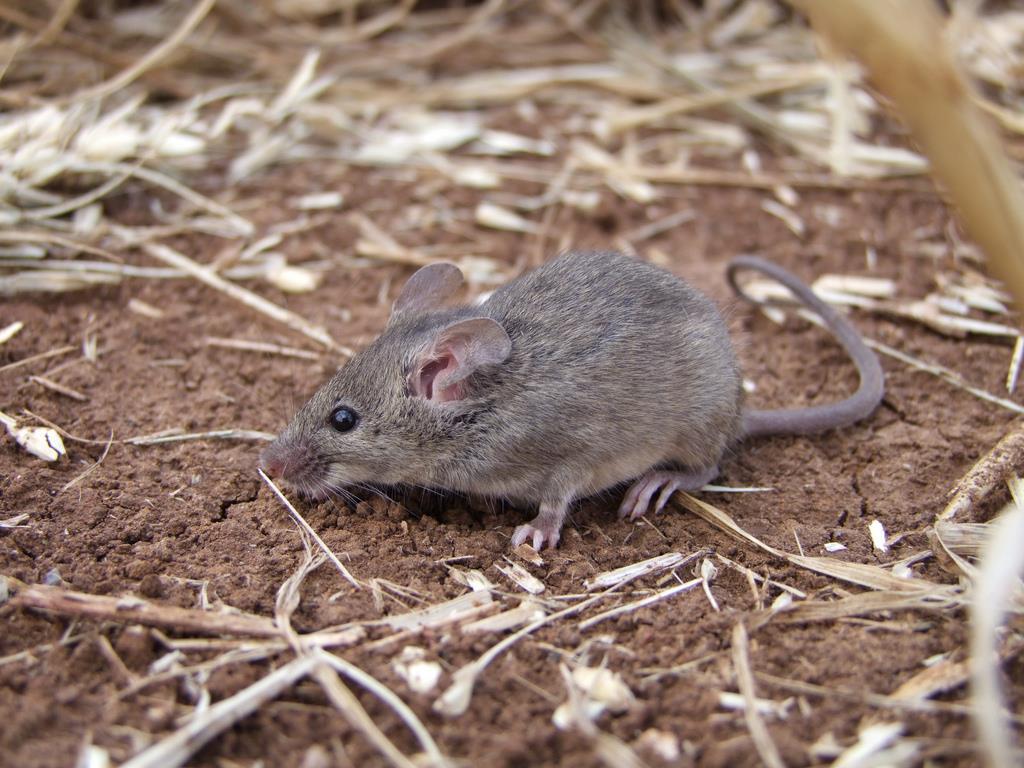 Mysz domowa Jest przystosowana do życia przez dłuższe okresy bez wody, nawet 4 miesiące.