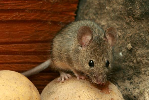 Mysz domowa W obecności wody preferuje pokarmy suche: płatki owsiane, mąkę.
