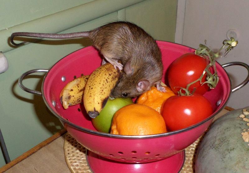 Szczury Gdy jest w zasięgu wilgotny pokarm: o owoce i warzywa,