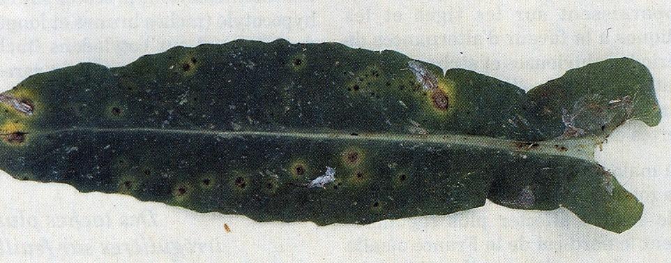 Czerń krzyżowych reprezentowana jest przez wiele patogenicznych gatunków: Alternaria brassicae (Berk.) Sacc.