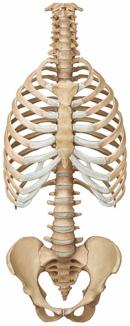 szkielet tułowia kręgosłup (33-34 kręgi) klatka