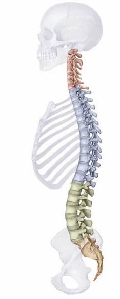 kręgosłup czaszka odcinek szyjny C 1-7 (1-7) - (lordoza szyjna) klatka piersiowa odcinek piersiowy Th 1-12 (8-19) - (kifoza piersiowa) odcinek lędźwiowy L 1-5