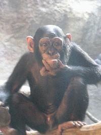 Gibon Orangutan