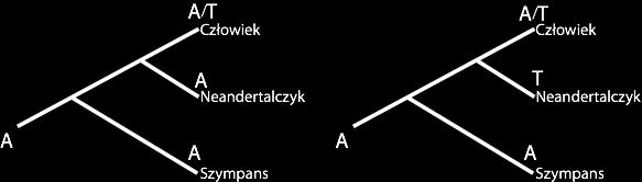 Analiza polimorfizmów Analiza ~1100 pozycji, gdzie występują pojedyncze różnice SNP