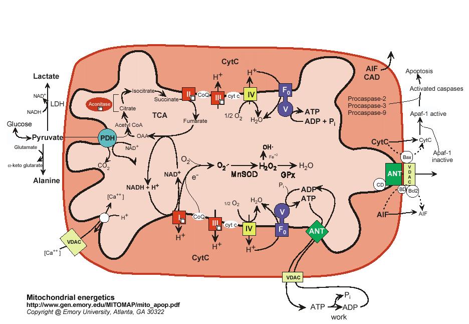 Funkcje mitochondriów Około 1000-2000 białek, z czego tylko 13 kodowane w mtdna Cykl Krebsa Fosforylacja oksydacyjna Bufor Ca 2+ Apoptoza Utlenianie kwasów tłuszczowych,
